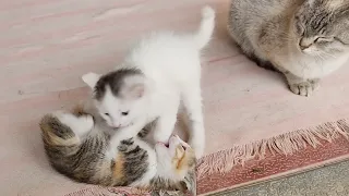 Cute Cat and its Kittens in a playful mood