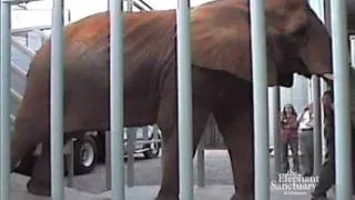 The Elephant Sanctuary | One Lucky Elephant Star's Arrival at Sanctuary