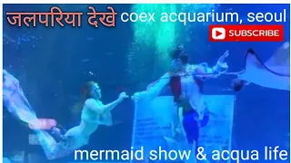 जलपरिया देखे. mermaid show #waterworld #aquarium #exploreseoul #visitkorea #marinelife #ocean #shark