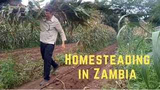 Our Smallholding: Episode 1 | Exploring Mixed Farming in Peri-urban Lusaka | A Brief Tour