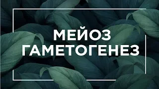 Мейоз, гаметогенез | ЕГЭ Биология | Даниил Дарвин