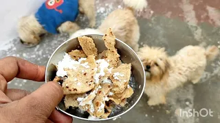 today my dog food // Lhasa apso // Shih Tzu //  black German shepherd