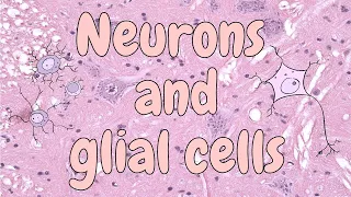 Neurons and glial cells (spinal cord) - nervous tissue histology