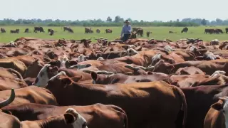 Florida Family Ranch - Ranching Round-Up: America's Heartland