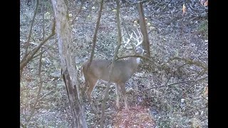 Full draw on a giant whitetail.  When a giant appears!