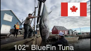 GIANT BLUEFIN TUNA | 102" Bluefin Tuna | Tuna Fishing | Tuna Capital of the World | PEI Canada