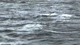 2011 01 02 Humpback whales
