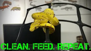Feeding and Cleaning the Green Tree Python Neonates!