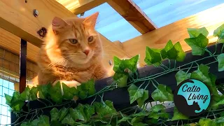 Building a catio and catio inspiration