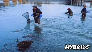 Hooligans Dip Netting in Alaska at Midnight.