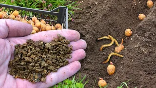 Киньте Горсть в Лунку При Посадке Картофеля Весной! Проволочник и Все Другие Вредители Исчезнут!