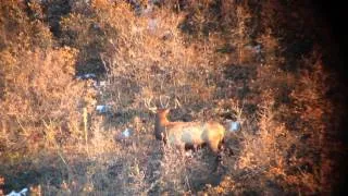 5x4 Bull Elk taken @ 786yds 7mm 180gr Berger