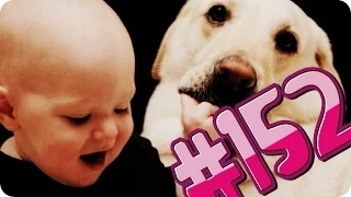 Приколы с животными №152   Малыш смеется надо собакой  Смешные животные  Animal videos
