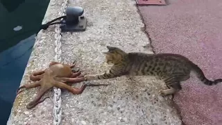 Кот против осьминога!!!!!