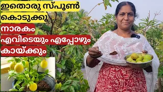 നാരകം നിറയെ കായ്ക്കാൻ ഇതൊരു സ്പൂൺ മതി | Tips and tricks to early fruiting lemon  from terrace garden