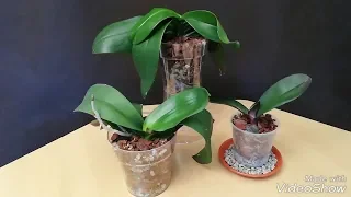 Recuperar Orquídeas: Trasplante de Orquídeas Phalaenopsis (1/2)
