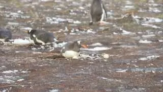 Penguin Loses Its Egg, Tries to Get it Back and...