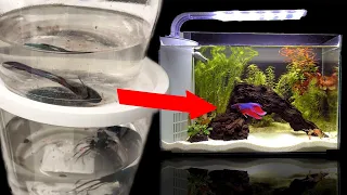 Rescuing dying betta from Walmart! FISH ABUSE!?