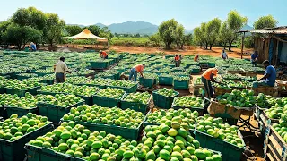 How Australian Farmers Produce Millions Of Tons Of Mangoes