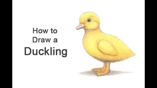 How to Draw a Duckling (Baby Duck)