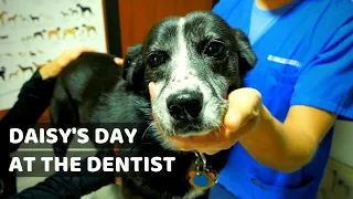 Cuenca Animal Clinic: Daisy's Day at the Dentist in Cuenca Ecuador (2019)