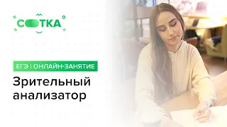 «ЗРИТЕЛЬНЫЙ АНАЛИЗАТОР» | ЕГЭ БИОЛОГИЯ  | Онлайн-школа СОТКА