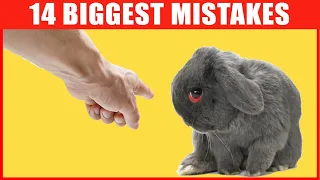 14 Common Mistakes Rabbit Owners Make