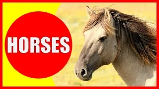 Horse Facts for Kids - Learn about horses for children & horse information | Kiddopedia