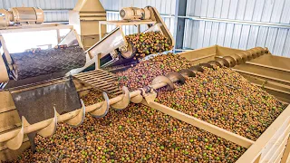 Walnuts Harvesting Process | Amazing Walnuts Harvesting Machine | Walnuts Processing In Factory