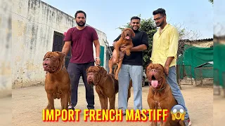 India’s Biggest French Mastiff Farm in Punjab😱