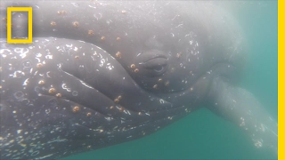 POV: See Antarctica From the Back of a Whale | National Geographic