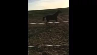 Ooooopppsss…Wenn Pferde sich freuen…When horses get excited …