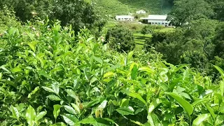 Ooty Nature video