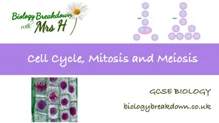 Cell cycle, mitosis and meiosis