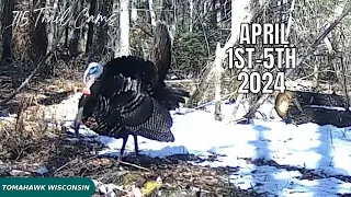 April 1st-5th 2024 Tomahawk Wisconsin Trail Camera Highlights