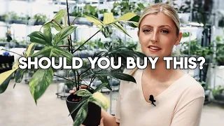 Beginner Investment Houseplants! | What should you buy? | Part 1