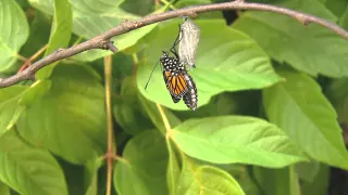 Monarch Butterfly Emerges from Chrysalis