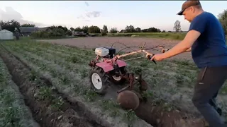 от посадки картошки до уборки.всё в одном видео