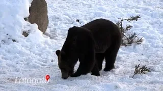 Mysterious wildlife - The story of Bear Watching Transylvania (English subtitle)