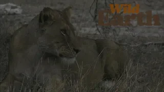 WildEarth - Sunrise  - 18 August 2020