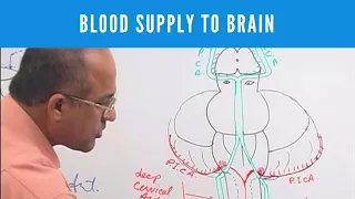 Blood Supply to Brain | Circle of Willis | Neuroanatomy