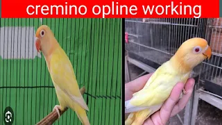 cremino opaline working k bird kaisy bnain how to produce cremino opaline working bird love bird cre