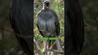 Superb Lyrebird | The World’s Greatest Mimic and Songbird #shorts