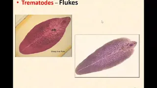 Parasitology Lecture 1 by Dr Iftikhar Class 3rd Year