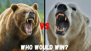 Polar Bear VS Grizzly Bear , 1 VS 1, Who Would Win?