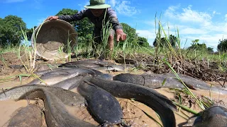 unique fishing skills! a fisherman catch fish a lot in little water at field catch by best hand