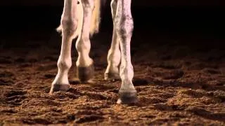 Horses in Dream 1080p HD - YouTube.wmv