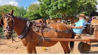 Feira de Cavalos ás segunda de Canafístula de Frei Damião. Alagoas. #tingatiziu