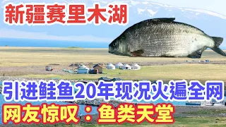 新疆赛里木湖一片死寂，引进高白鲑鱼20年现况火遍全网，网友惊叹：鱼类天堂！