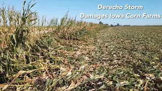 Derecho Storm Damages Iowa Corn Farms